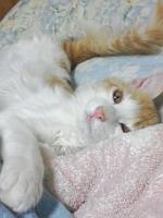 ユッケ