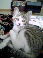 Naho