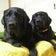 げんまつブログ　野球の話と趣味の話