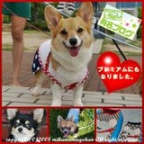食卓コーディネーターmikumamaとモデル犬のブログ