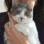 kikuko