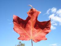 maple