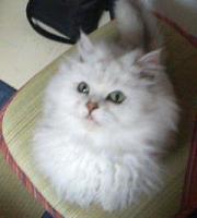 Athena