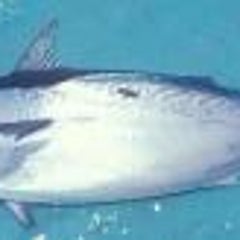 ヤフオク大好き♪のプロフィール
