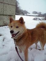Ｃｈｉｋｏ
