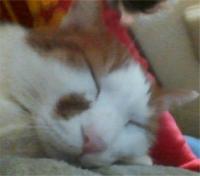 たま猫