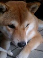 梨緒