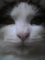 原ﾁｬﾝ