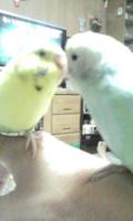 インコ・ちかこ
