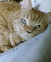 前世は猫