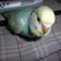 いつかいんこ