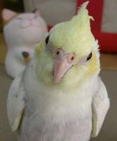 とらつぐみ