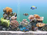 黒猫のタンゴ