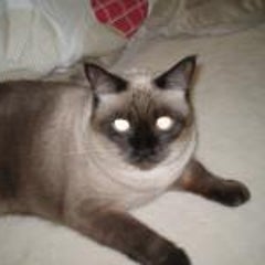 Sarahの名前の由来 Sarah S Diary