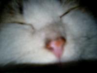 プニプニ