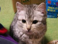 miwa