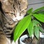 画像 人生楽しむっ！猫とのくらしとエトセトラ。のユーザープロフィール画像