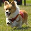画像 valiant dog school@堺市のユーザープロフィール画像