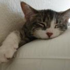 風が運んだ球三郎のプロフィール