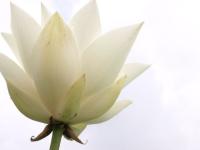 立花 蓮