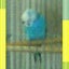 ペケちゃんのサムネイル