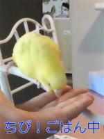 てにすっこ