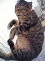 さだあきら