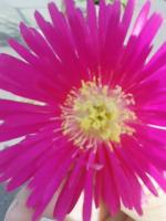たつママ