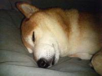 はんのらぽいんた