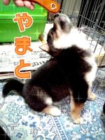 大和