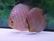 discus_kiss