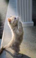 猫神