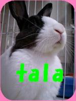 Tala