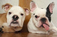 BUHI〜寝て食べての老犬生活！