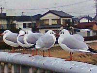 玉葱