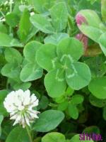 .*shiho*.