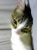 みさぼん