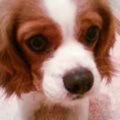 ひなこ姉のプロフィール