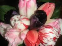 maro-blog