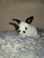 あゆ
