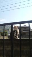 にゃんこ姫