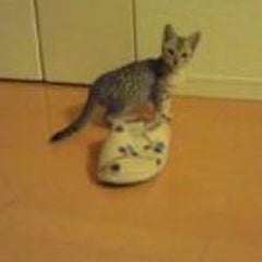 hinamiのプロフィール