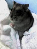 あき。