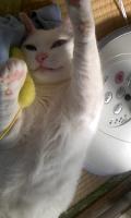 のん
