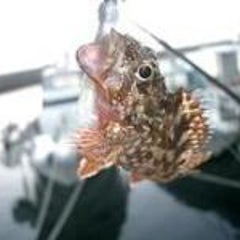 エソのかまぼこ 外道魚を喰らう