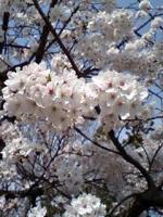 季憂花