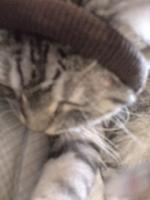 はなるな