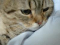 水から上がったましゅ