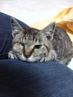 guguの保護者
