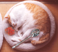 さいとう